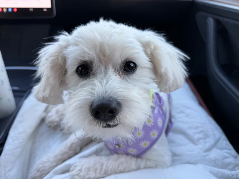 Mitsu wearing her purple daisy harness